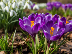 Fioletowe, Krokusy, Białe, Przebiśniegi