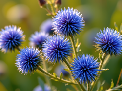 Niebieskie, Kuliste, Kwiaty, Przegorzan