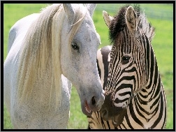 Przyjaźń, Koń, Biały, Zebra