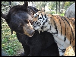Tygrys

, Przyjaźń, Niedźwiedź