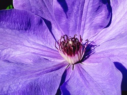 Clematis, Przyroda, Kwiat
