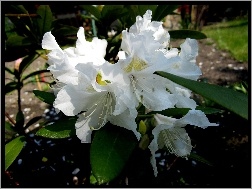 Rododendron, Przyroda, Kwiat