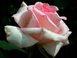 Róża, Przyroda, Kwiat
