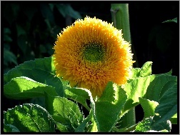 Słonecznik, Przyroda, Kwiat