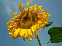 Słonecznik, Przyroda, Kwiat
