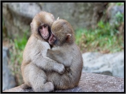 Przytulone, Małpki
