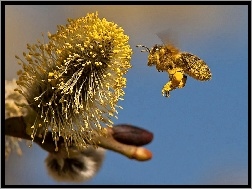 Pszczoła