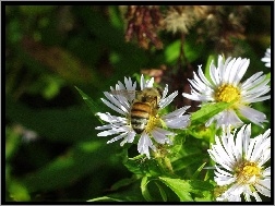 Pszczoła, Astry