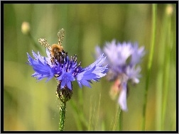 Chabry, Pszczoła, Niebieskie