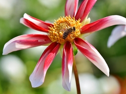 Pszczoła, Czerwono-biała, Kwiat, Dalia