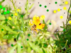 Kwiatek, Pszczoła, Żółty