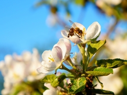 Pszczoła, Owocowe, Drzewo, Kwitnące, Gałązka