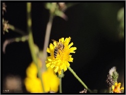 Lato, Pszczoła, Kwiat