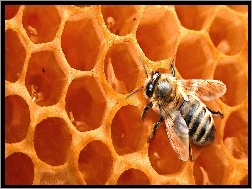 Miód, Pszczoła, Plaster