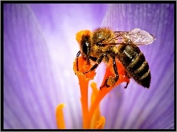 Nektar, Pszczoła, Kwiat