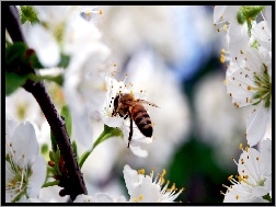 Wiśni, Pszczoła, Kwiaty