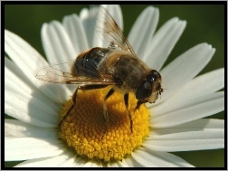 Pszczoła, Złocień właściwy, Kwiatostan