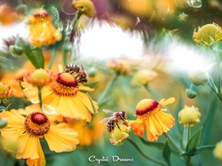 Pszczoły, Dzielżan, Kwiaty, Dwie