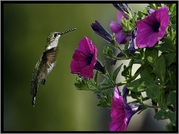 Kwiaty, Ptak, Koliber