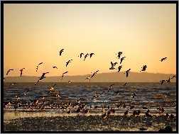 Ptaki, Morze, Zachód Słońca