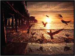 Ptaki, Słońca, Zachód, Morze