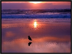 Ptaszek, Zachód Słońca, Morze