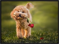 Pudel miniaturowy, Pies, Róża