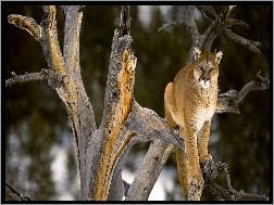 Drzewo, Puma, Kot