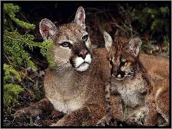 Młode, Puma, Matka
