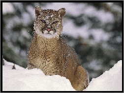 Puma, Śnieg