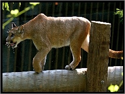Puma, Zoo
