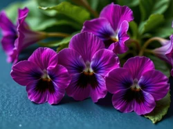 Kwiaty, Purpurowe, Fiołki afrykańskie, Sępolia