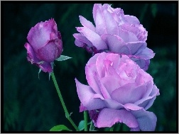 Purpurowe, Róże