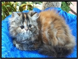 Puszysty, Kot perski