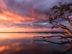 Jezioro, Queensland, Australia, Weyba Lake, Wschód słońca, Drzewo