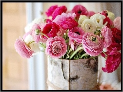 Jaskier, Ranunkulus, Azjatycki