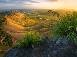 Wzgórza, Góry, Wschód słońca, Nowa Zelandia, Rośliny, Dolina, Region Hawkes Bay, Te Mata Peak
