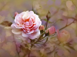 Pąki, Reprodukcja obrazu, Alberto Guillen, Kwiat, Róża, Różowy