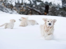 Zima, Pies, Golden retriever, Śnieg, Zabawa