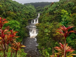 Roślinność, Wodospad, Drzewa, Stany Zjednoczone, Umauma River, Rzeka, Hawaje, Umauma Falls