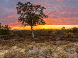 Wieś Rockford, Krzewy, Zachód słońca, Pole, Anglia, Drzewa