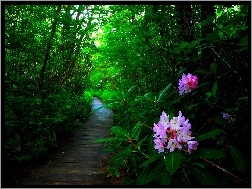 Rododendron, Ścieżka, Las, Kwiaty