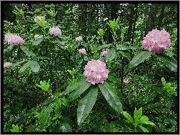 Rododendron, Las