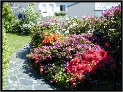 Rododendronów, Kwitnące, Ogród, Dom, Krzewy