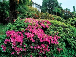 Rododendrony, Wiosna, Pałac, Park