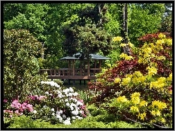 Rododendrony, Altana, Park, Kolorowe