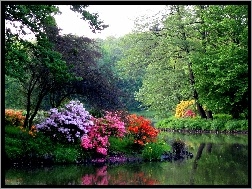 Rododendrony, Park, Wiosna, Woda