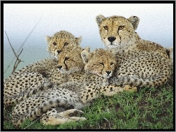 Rodzina, Gepardów