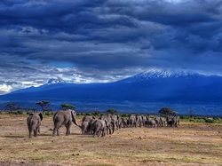 Słoni, Narodowy, Kilimandżaro, Góry, Tanzania, Afryka, Step, Park, Rodzina