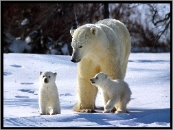 Polarnych, Rodzina, Niedźwiedzi
